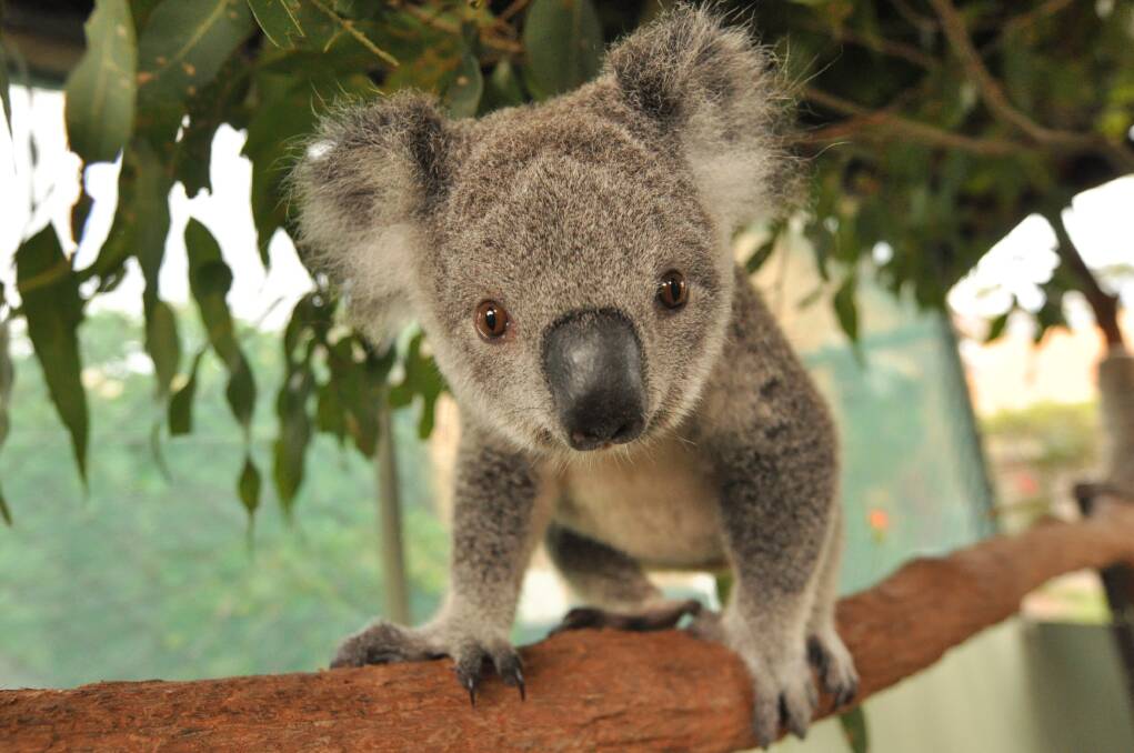 A koala patient at Koalas in Care. File photo