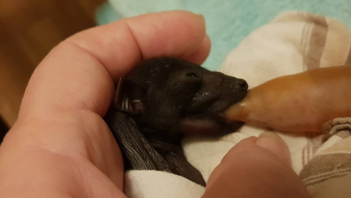 The first flying-fox pup rescued in our region for the 2018 season is a female black flying-fox who is estimated to be four days old. Her mother was electrocuted on power lines. Photo: supplied