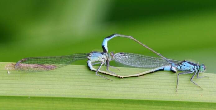 The blue-tailed damselfly (Ischnura elegans) in mating formation. Photo: Rachael Dudaniec