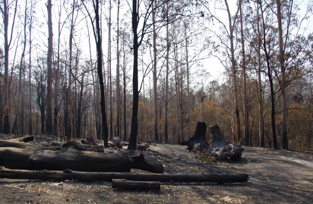 The bushfire recovery webinar will explore what role Landcare has in helping the environment recover. Photo: Julia Driscoll