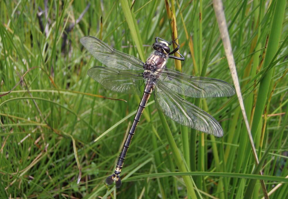 Male Petalura gigantea (giand dragonfly), a threatened species found to be affected by the 2019 bushfires. Picture by Ian Baird
