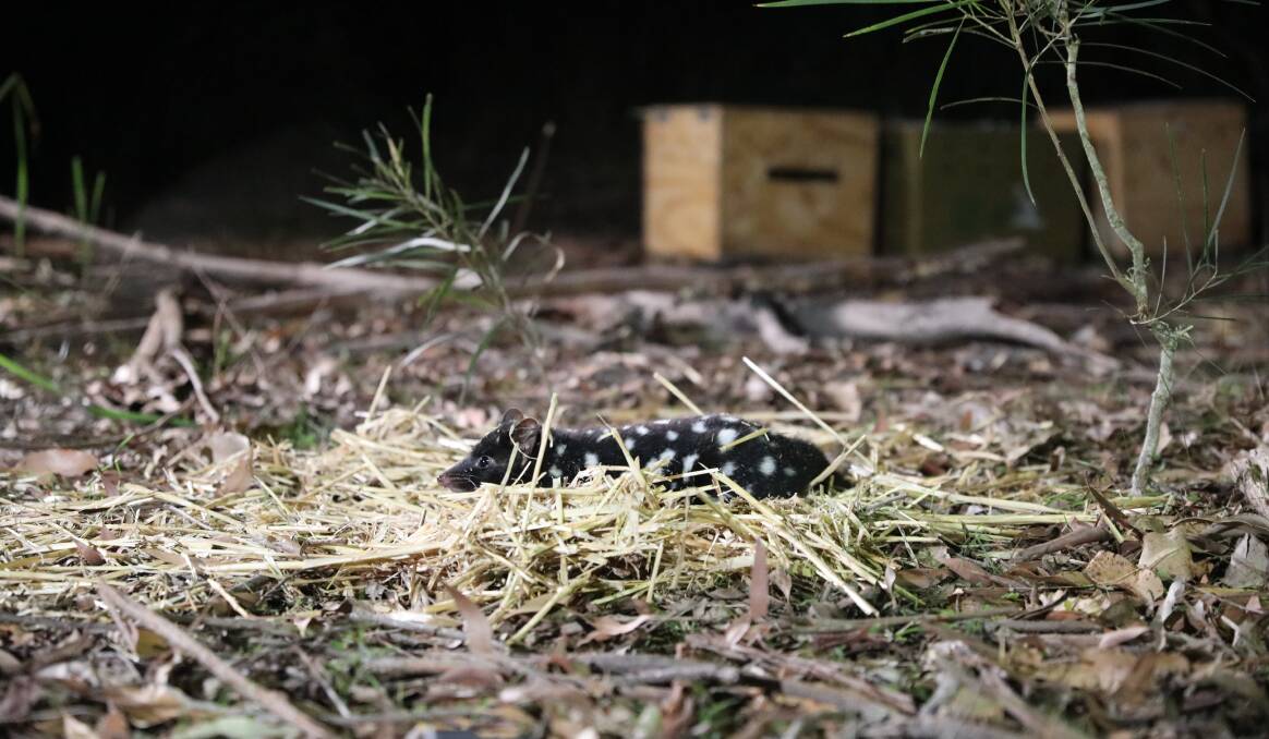 An Eastern quoll at release. Photo: Aussie Ark