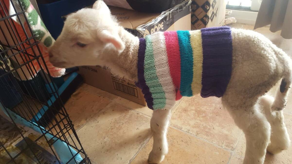 Little lambs wearing woolly jumpers donated by lovely locals