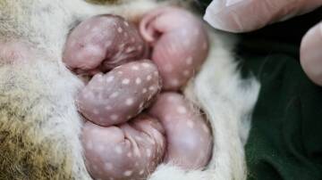 In the pouch: five tiny quoll joeys are beginning to form spots. Photo: Aussie Ark