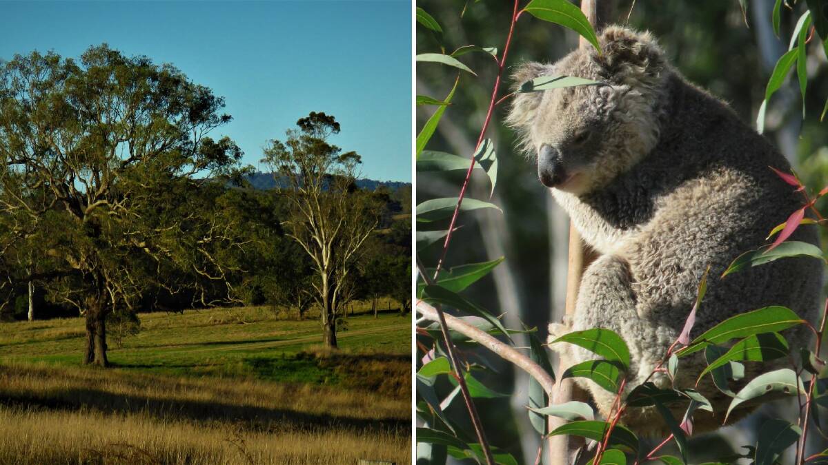 Got paddock trees? You can help koalas