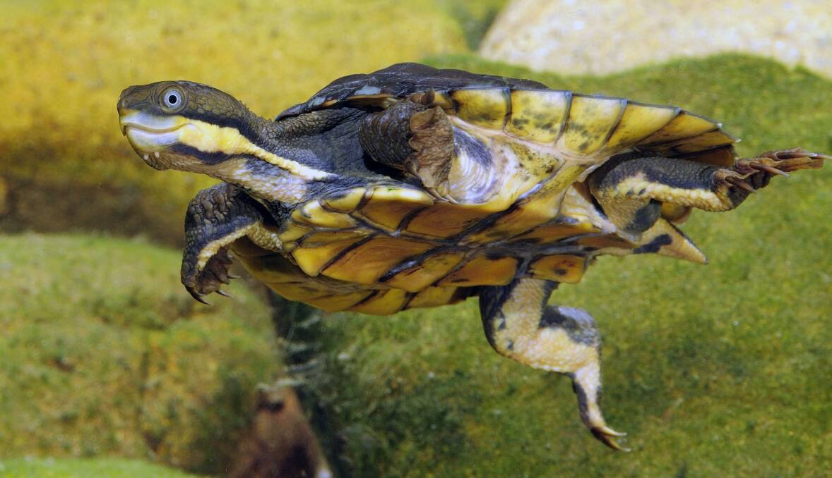 Living fossil: Juvenile Manning River Turtle. Note the two small 'barbels' beneath the chin and the yellow stripes on the face and neck - combined they are an indentifying feature of the turtle. Photo: Gary Stephenson. 
