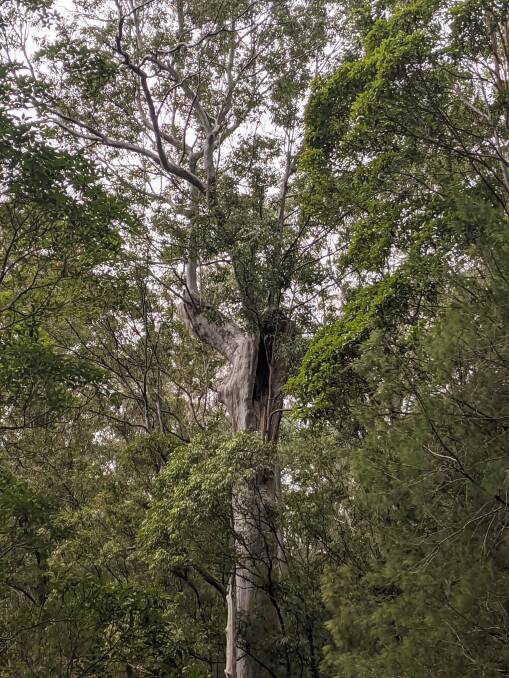 An old growth tree that survived the bushfires. Photo: supplied