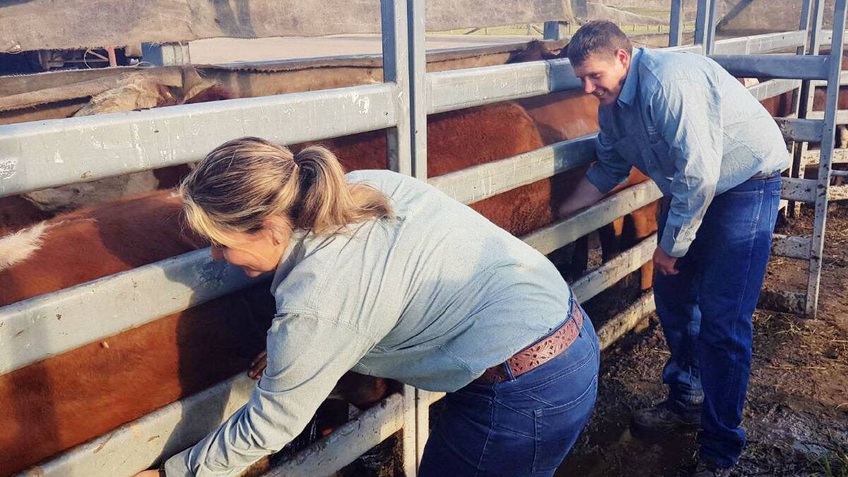 NSW Department of Primary Industries staff, Kristy Saul and Christopher Knight on the lookout for cattle ticks at the Kempsey saleyards. Photo supplied