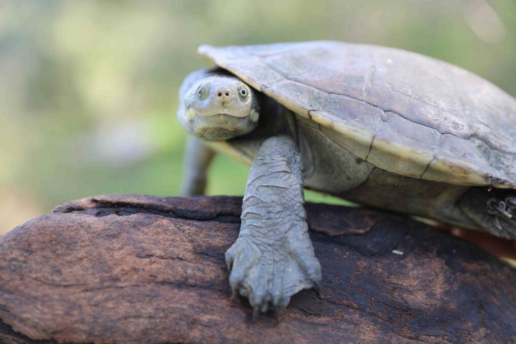 Hunter River turtle photograph supplied by Aussie Ark 