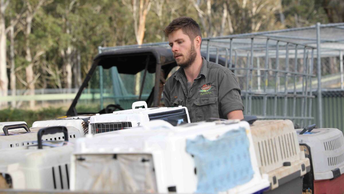 Keeper Max preparing Eastern quolls for release. Photo: Aussie Ark