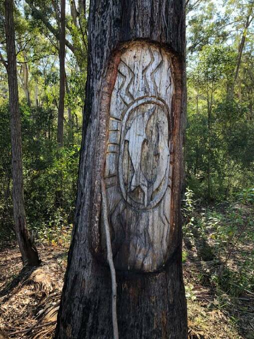Carved tree on Bulahdelah Mountain. Picture supplied