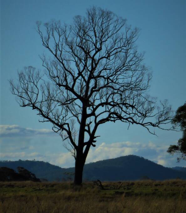 Sadly, many isolated paddock trees are dying, due to age, drought, disease and pests. Photo supplied