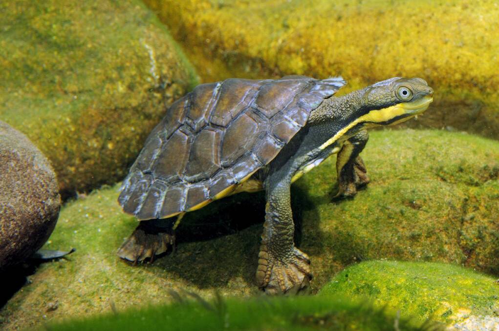 Saving the species: learn more about the endangered Manning River turtle and the work being done in conservation of the species at the Workshop on June 6. Photo: Gary Stephenson
