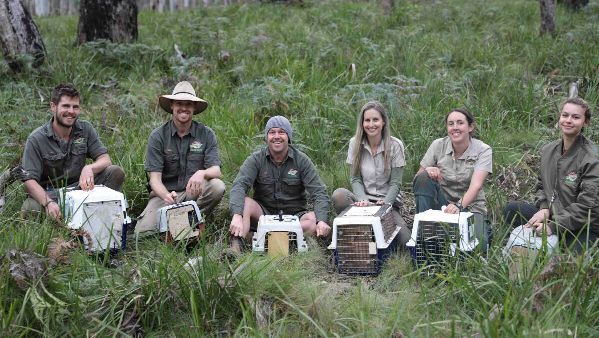 Ready, set, go: The Aussie Ark team just prior to releasing the Eastern quolls into the fenced sanctuary. Photo: Aussie Ark