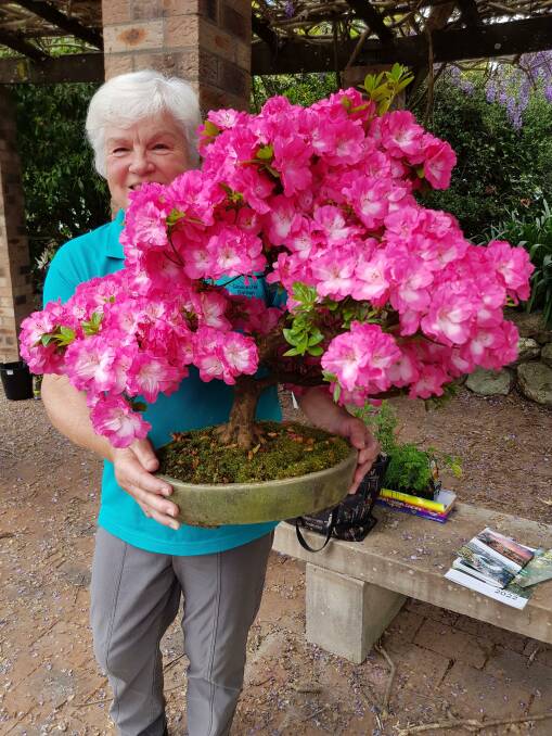 Kerry Marston and her magnificent 17-year-old bonsai azalea in full bloom. Picture supplied