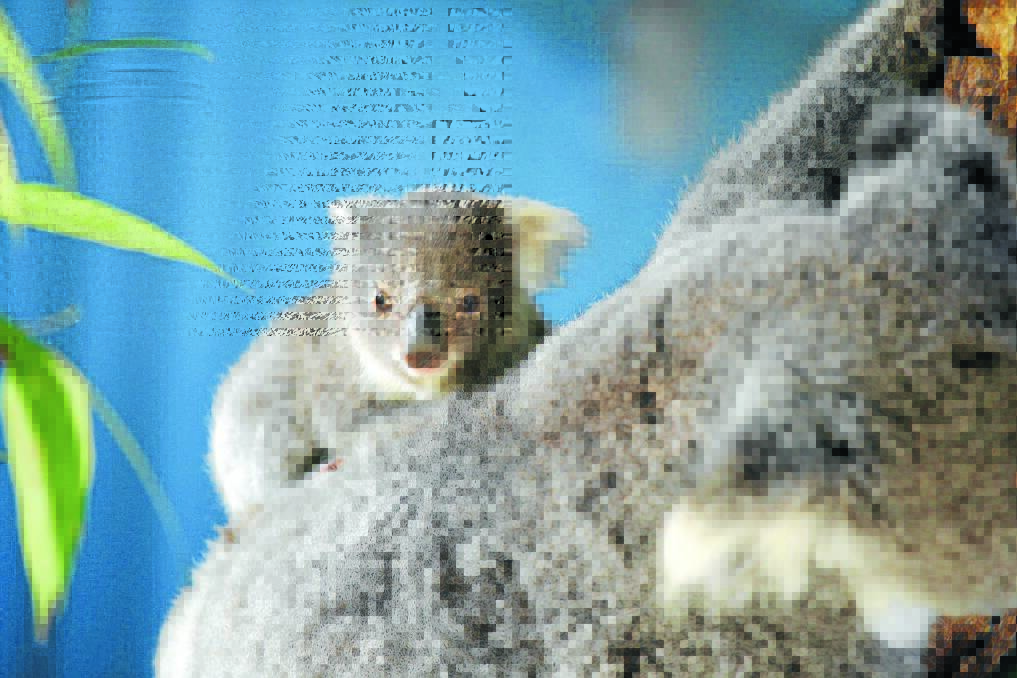 Koalas hurt, just like us, says Koalas in Care Founder