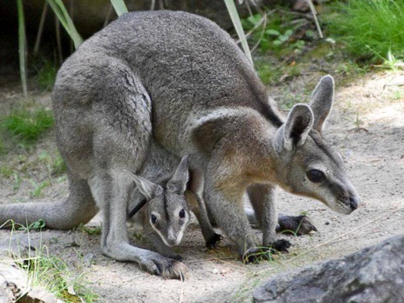 Visitors will be able to see the endangered bridled nailtail wallaby at David Fleay Wildlife Park. (PR HANDOUT IMAGE PHOTO)