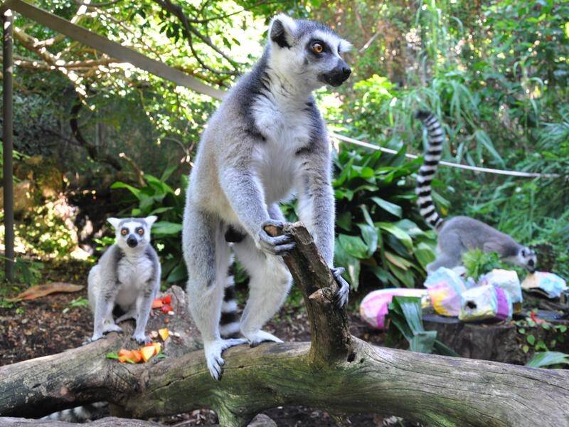 Ring-tailed lemurs at Perth Zoo have been given Easter eggs stuffed with fruit, vegetables and nuts.