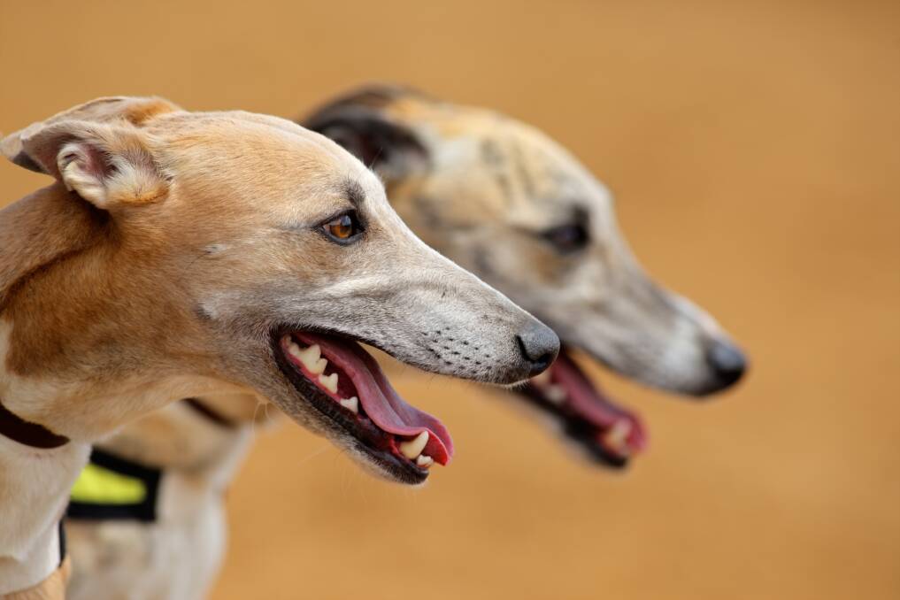 AWARDS REINSTATED: The NSW Greyhound of the Year Awards are returning in 2021. Photo: SHUTTERSTOCK.
