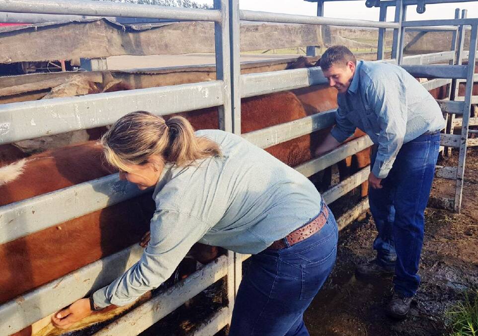 Protecting herds: Kristy Saul and Chris Knight carry out cattle tick inspections. Cattle tick and tick fever has been detected on the Mid North Coast. Photo: supplied. 