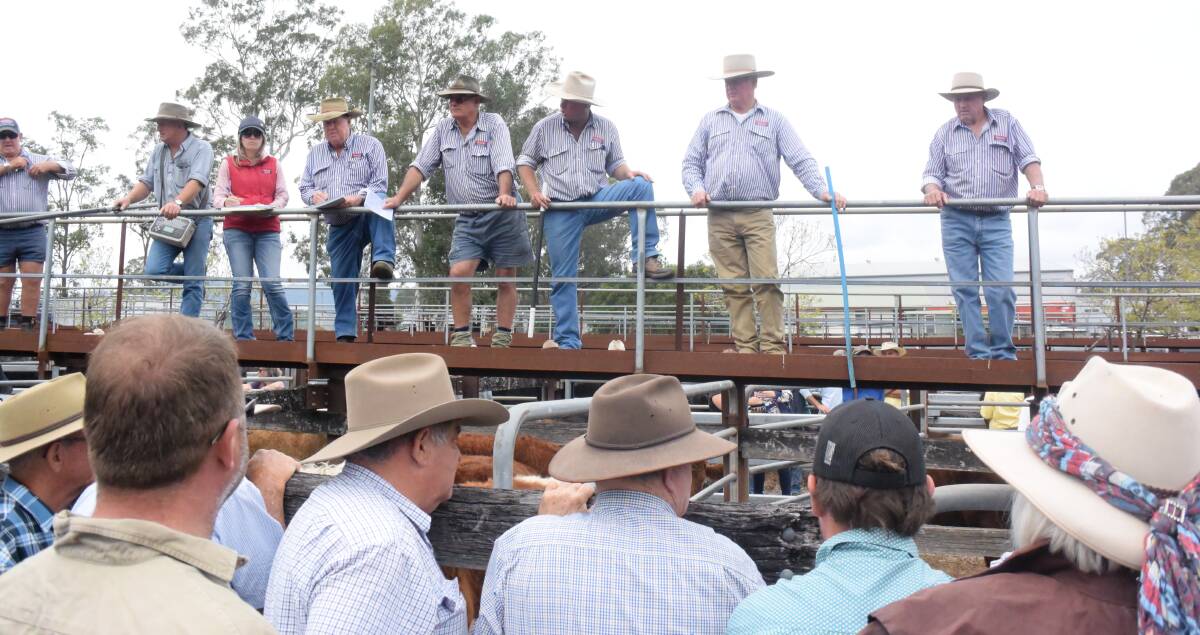 Selling: Gooch Agencies in full auctioning mode at the Gloucester Livestock Exchange. Photo: Rob Douglas.