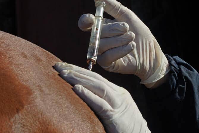 Vaccination of horses is the most effective way to help manage the hendra virus disease.Photo: Local Land Services