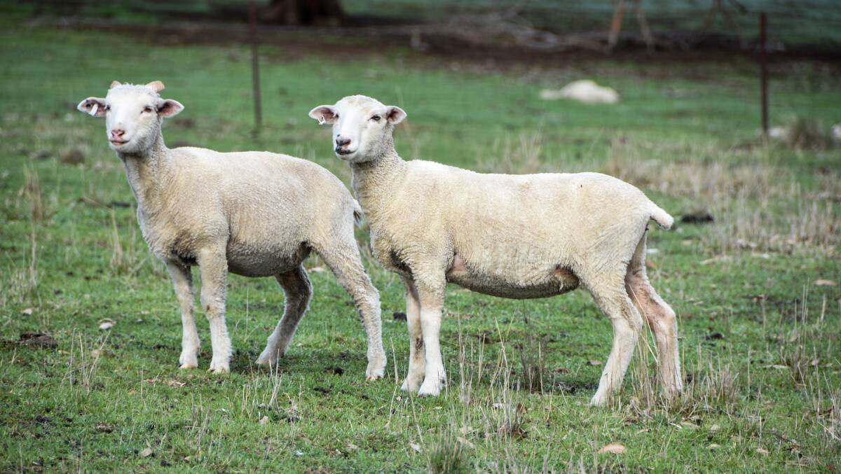 The lambs on Mr Goodwin's property. 