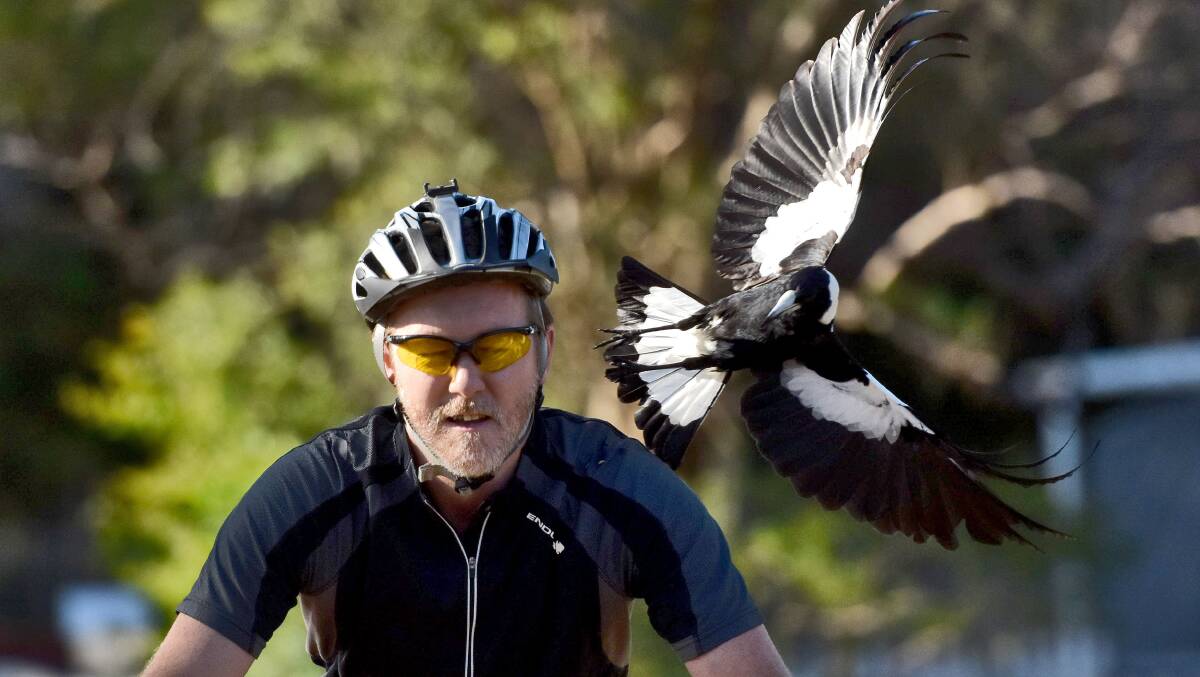 In he goes: The magpie swoops in for a peck. Photo: Matt Attard