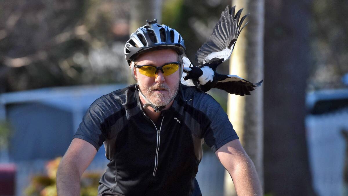 Got him: The magpie swoops and hits its target. Photo: Matt Attard