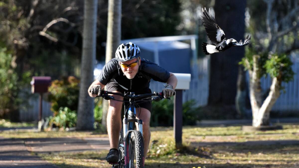 Watch out!: The magpie takes off to prepare for another swoop. Photo: Matt Attard