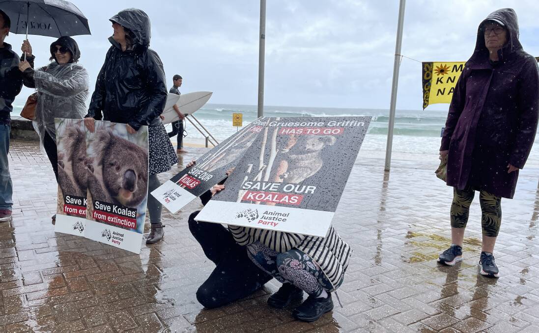 Rain didn't deter the enthusiasm of protestors at the national Save the Koala Day rally in Manly on September 30, 2022. Picture by Nadine Morton