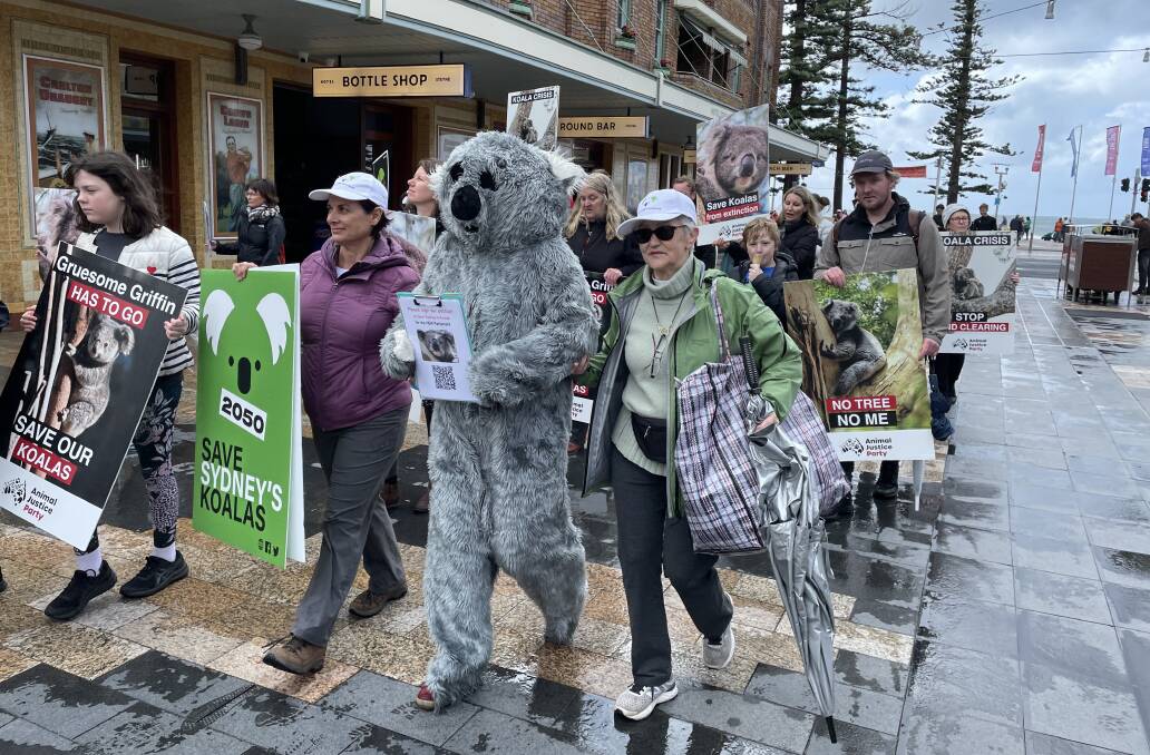 A national Save the Koala Day rally and march was held in Manly on September 30, 2022. Pictures by Nadine Morton
