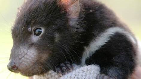 Tasmanian devil joey Lucky was born well outside the breeding season much to the surprise of keepers at Devil Ark.