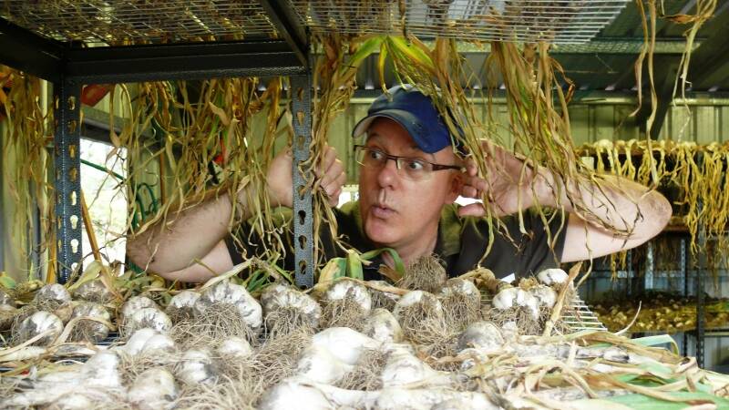 Thomas Davey checks his Australian white garlic as it cures.