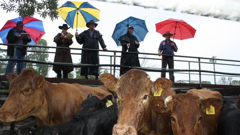 The Gooch Agencies special female sale was held at the Gloucester Saleyards last Friday.
